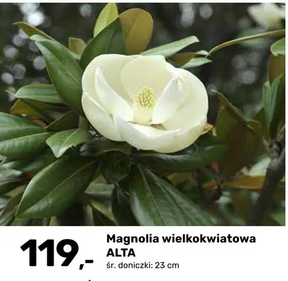 Magnolia wielkokwiatowa ALTA promocja w Bricomarche