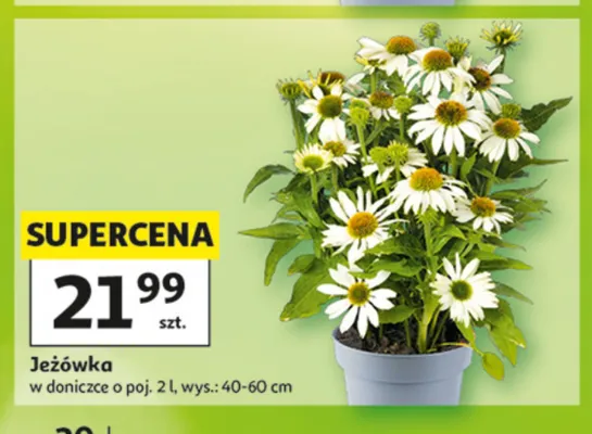 Jeżówka promocja w Auchan