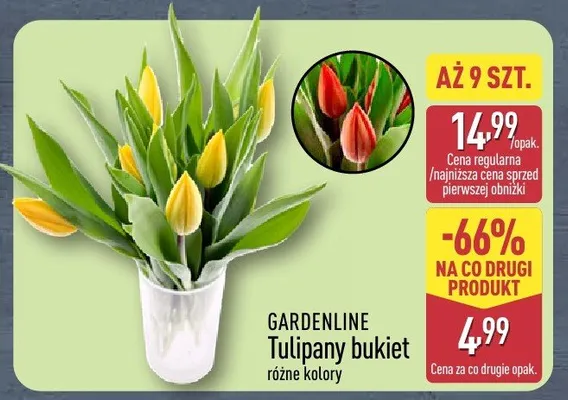 Tulipany w kieł różne kolory promocja w Aldi