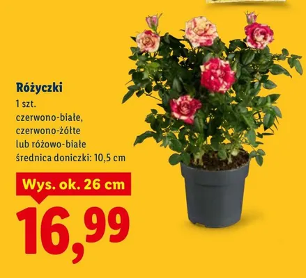 Różyczki śr. 10,5 cm promocja w Lidl
