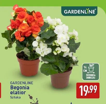 Begonia elatior Gardenline promocja w Aldi