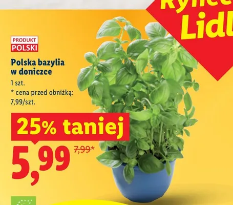 Bazylia w doniczce Lidl promocja w Lidl