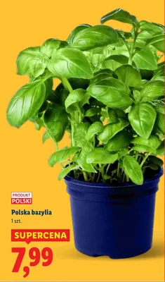 Bazylia polska promocja w Lidl