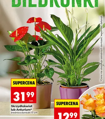 Anturium promocja w Biedronka