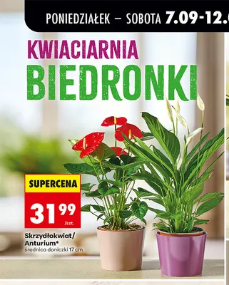 Anturium średnica doniczki 17 cm promocja w Biedronka