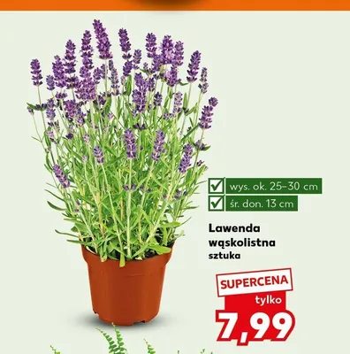Lawenda wąskolistna promocja w Kaufland