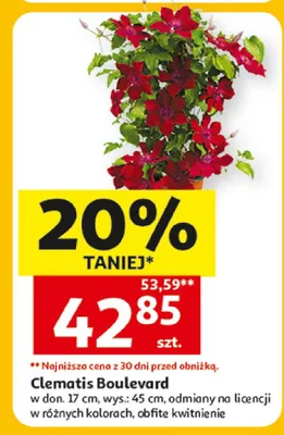 Clematis Boulevard promocja w Auchan