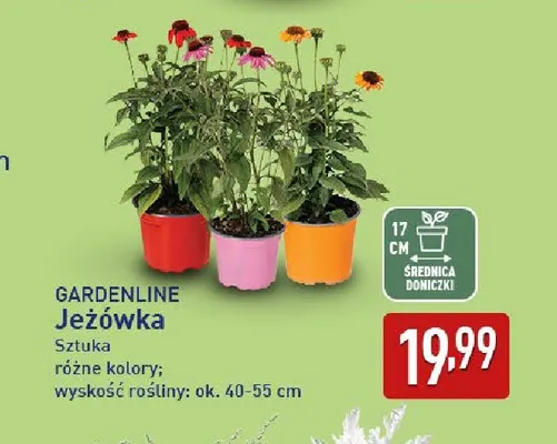 Jeżówka Gardenline promocja w Aldi
