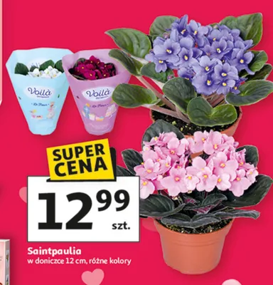 Saintpaulia w doniczce 12 cm różne kolory promocja w Auchan