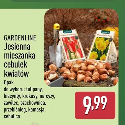 Jesienna mieszanka cebulek kwiatów hiacynty Gardenline promocja w Aldi