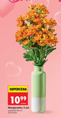Margaretka wysokość 50cm promocja w Biedronka