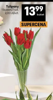 Tulipany promocja w Delikatesy Centrum