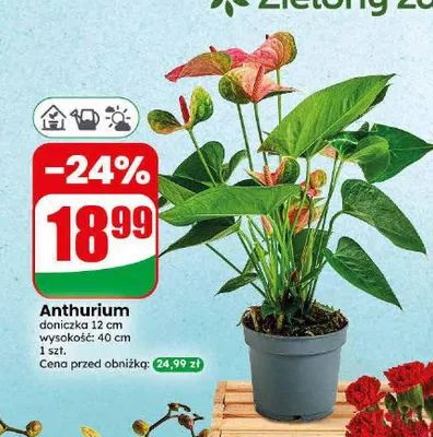 Anthurium doniczka 12 cm promocja w Dino