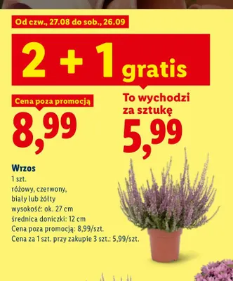 Wrzos różowy wys. ok. 27 cm śr. doniczki 12 promocja w Lidl
