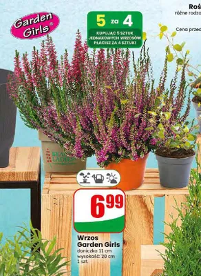 Wrzos Garden Girls promocja w Dino