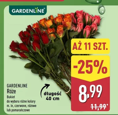 Róże bukiet 11 szt. Gardenline promocja w Aldi