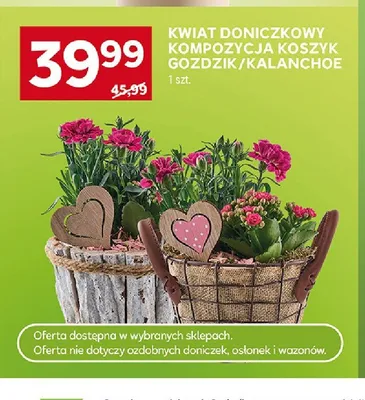 Kwiat doniczkowy kompozycja koszyk goździk promocja w Stokrotka