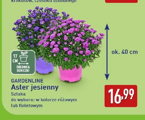 Aster jesienny Gardenline promocja w Aldi