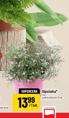 Gipsówka promocja w POLOmarket