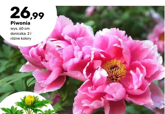 Piwonia promocja w Bricomarche