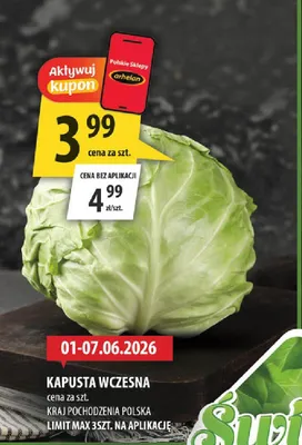 Kapusta wczesna polska promocja w Arhelan