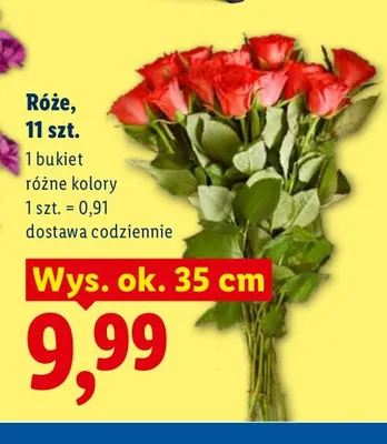 Róże 11-pak promocja w Lidl