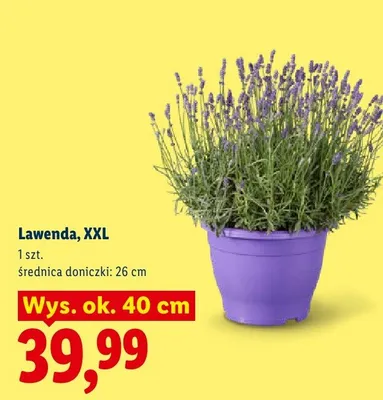 Lawenda XXL promocja w Lidl