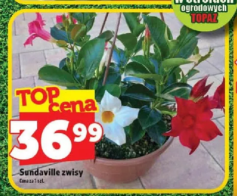 Sundaville zwisy promocja w TOPAZ