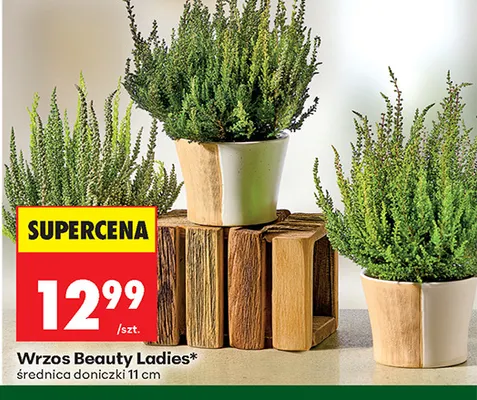 Wrzos Beauty Ladies promocja w Biedronka