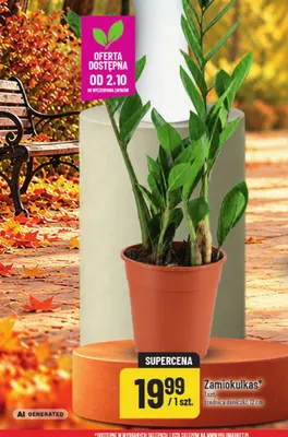Zamiokulkas średnica doniczki 12 cm promocja w POLOmarket