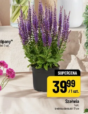 Szałwia promocja w POLOmarket
