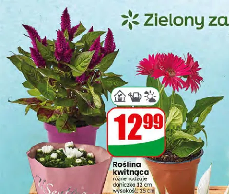 Roślina kwitnąca promocja w Dino