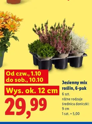 Jesienny mix roślin 6-pak promocja w Lidl