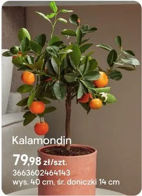 Kalamondin promocja w Castorama