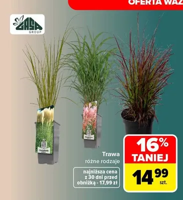 Trawa Gasa Group promocja w Carrefour