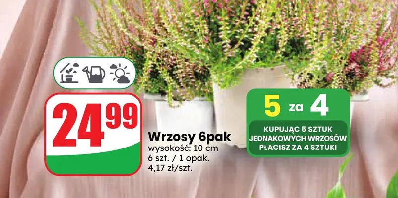 Wrzosy 6-pak promocja w Dino