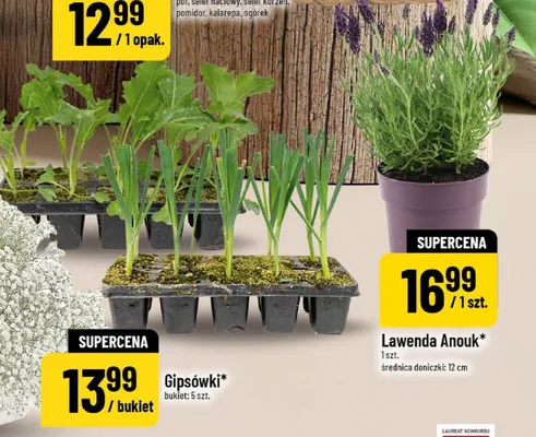 Gipsówki bukiet 5szt. promocja w POLOmarket