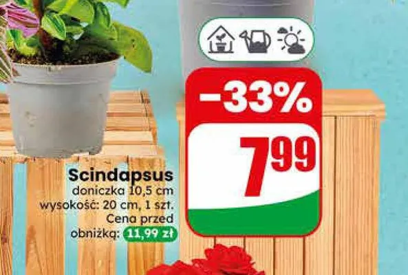 Scindapsus promocja w Dino