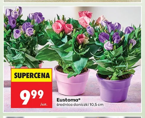 Eustoma promocja w Biedronka
