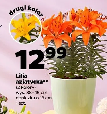 Lilia azjatycka promocja w Netto