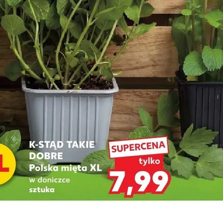 Mięta XL w doniczce promocja w Kaufland