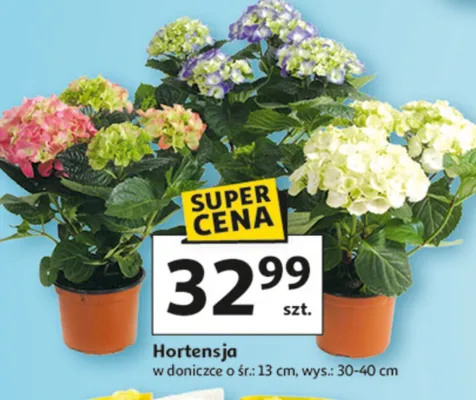 Hortensja w doniczce ø śr: 13 cm, wys.: 30-40 cm promocja w Auchan