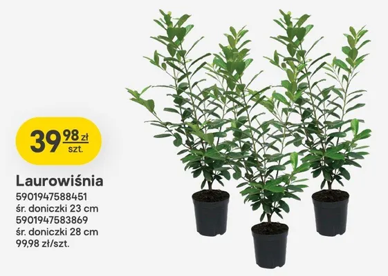 Laurowiśnia śr. doniczki 28 cm promocja w Castorama