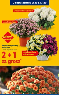Chryzantema doniczkowa samokrzewiąca promocja w Lidl