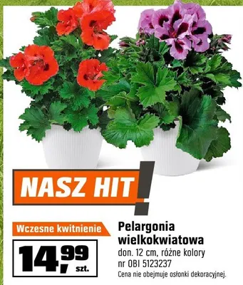 Pelargonia wielkokwiatowa promocja w OBI
