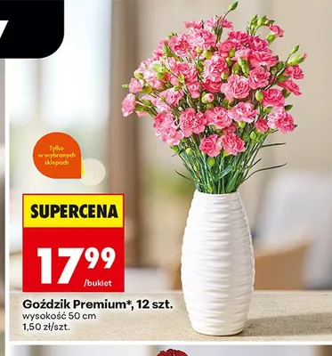 Goździk Premium 12-pak promocja w Biedronka