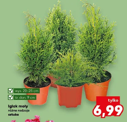 Iglak mały różne rodzaje promocja w Kaufland