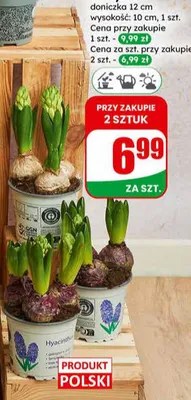 Hiacynt doniczka 12 cm promocja w Dino