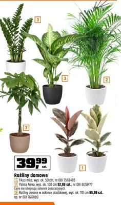Rośliny zielone w osłonce plastikowej wys. ok. 110cm promocja w OBI