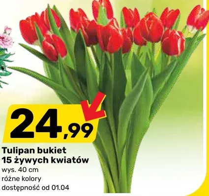 Tulipan bukiet 15 żywych kwiatów promocja w Bricomarche